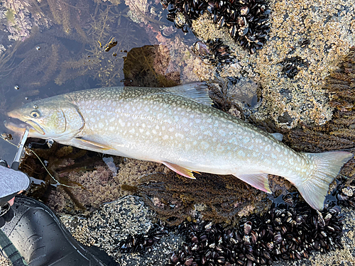 アメマスの釣果