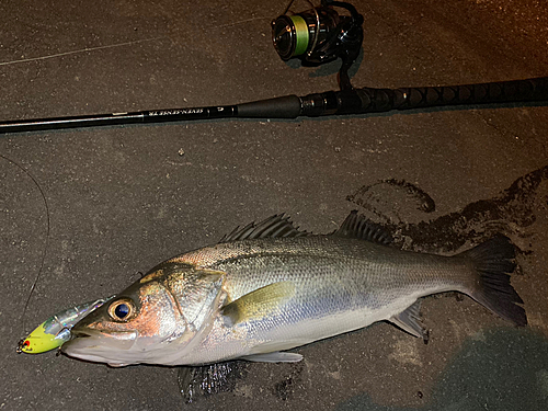 シーバスの釣果