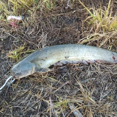 マナマズの釣果