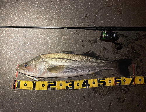 シーバスの釣果