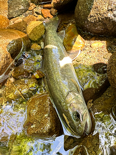 ニッコウイワナの釣果