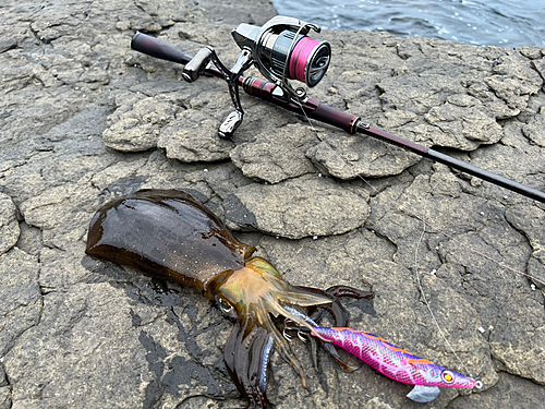 アオリイカの釣果