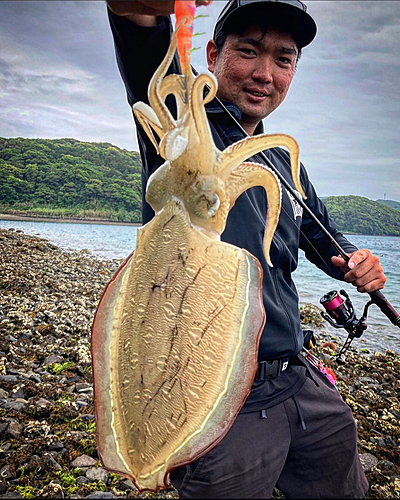 コウイカの釣果