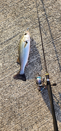 セイゴ（マルスズキ）の釣果