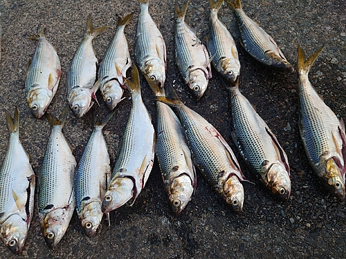 コノシロの釣果