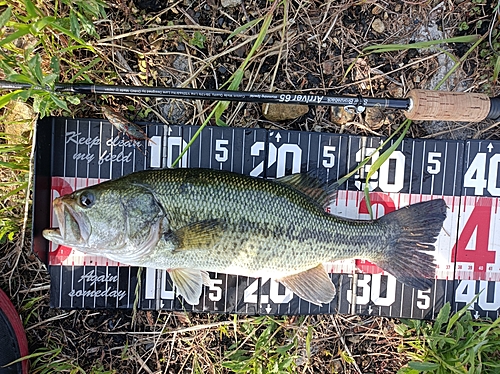 ラージマウスバスの釣果