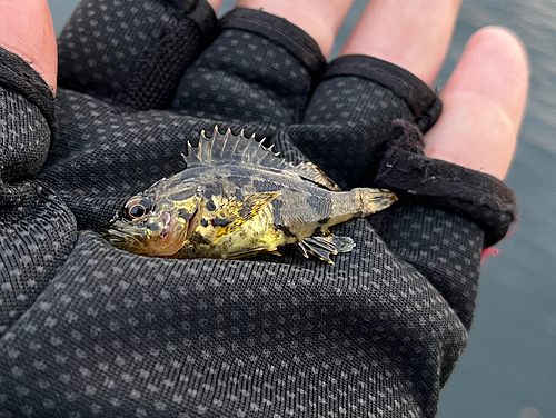 タケノコメバルの釣果