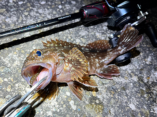 ガシラの釣果