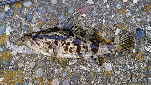 タケノコメバルの釣果