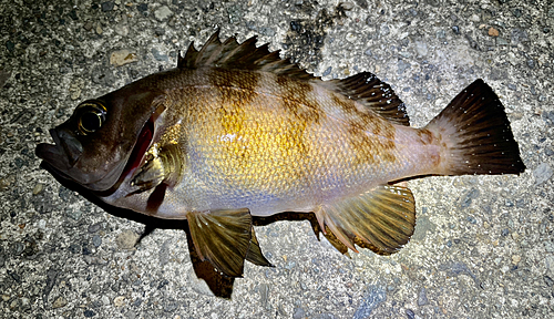 メバルの釣果