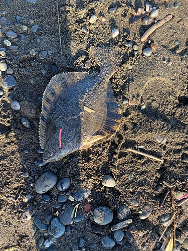 カワガレイの釣果