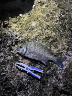 ミナミクロダイの釣果