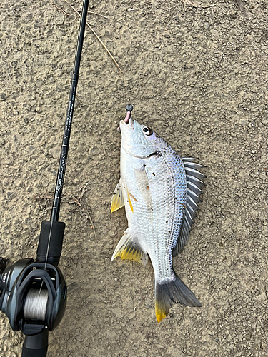 キビレの釣果