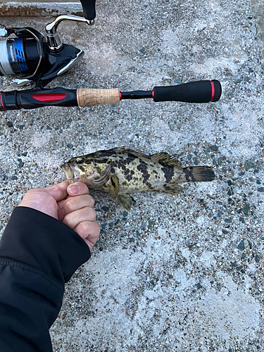 タケノコメバルの釣果