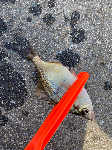 ウミタナゴの釣果