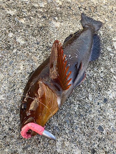 アブラコの釣果