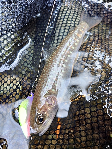 エゾイワナの釣果