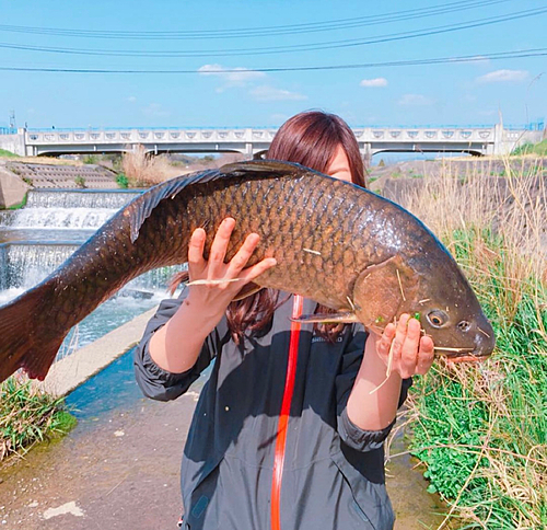 コイの釣果