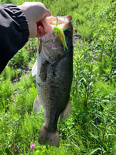 釣果