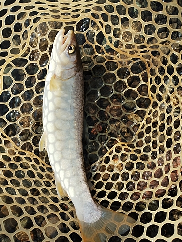 アメマスの釣果