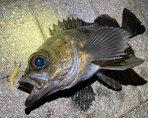 メバルの釣果