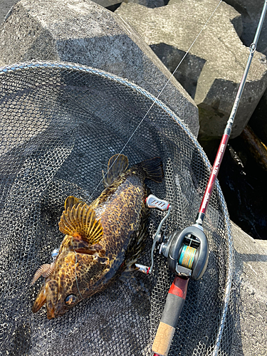 タケノコメバルの釣果