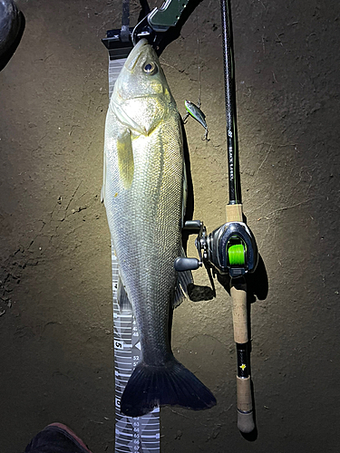 シーバスの釣果