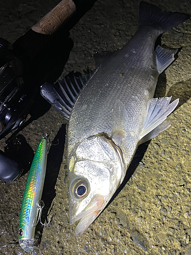 ヒラスズキの釣果