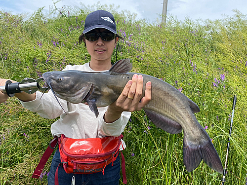 アメリカナマズの釣果