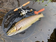 ブラウントラウトの釣果