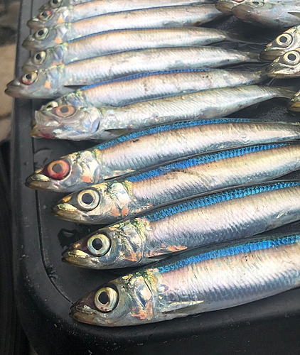 ウルメイワシの釣果