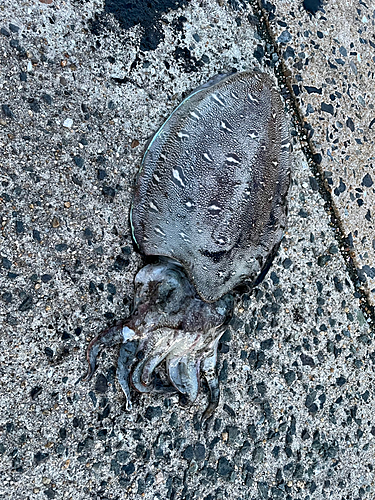 モンゴウイカの釣果