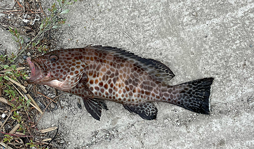 オオモンハタの釣果