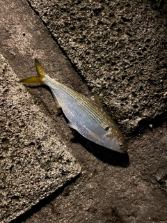 コノシロの釣果