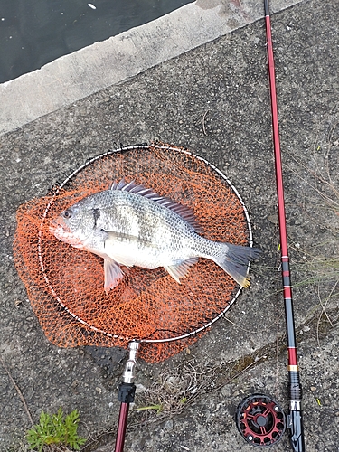 キチヌの釣果