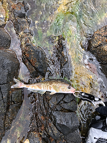 ホッケの釣果