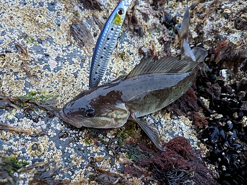 ホッケの釣果