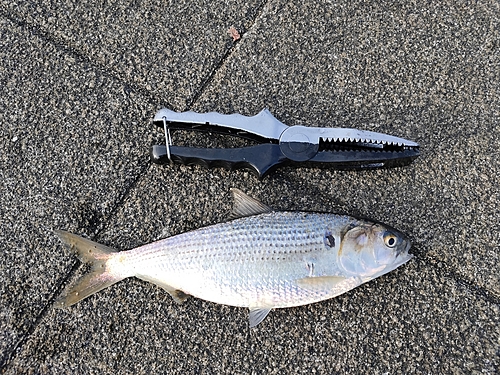 コノシロの釣果