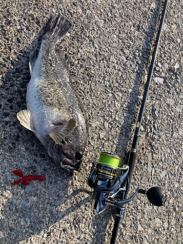 クロソイの釣果