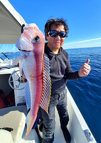 アマダイの釣果