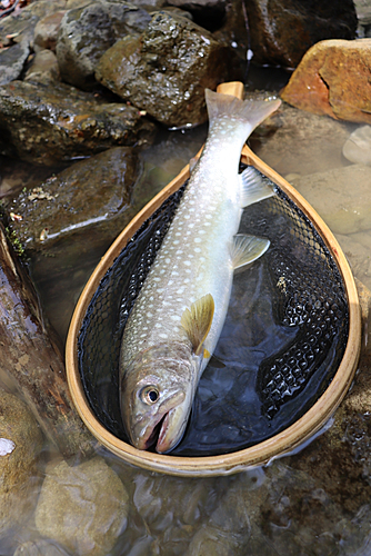 アメマスの釣果