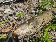 ナマズの釣果