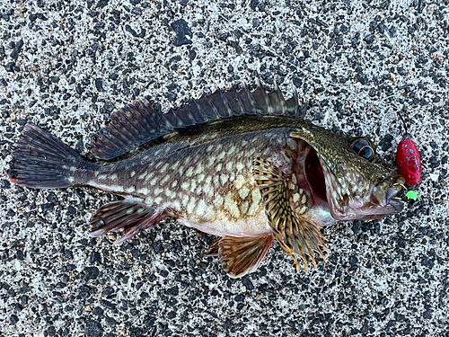 アラカブの釣果