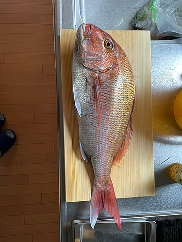 タイの釣果