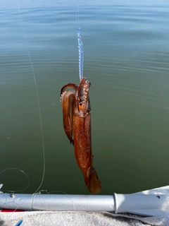 スルメイカの釣果