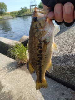 ラージマウスバスの釣果