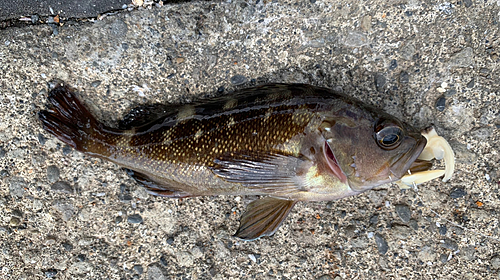 エゾメバルの釣果