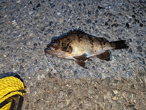 アカメバルの釣果