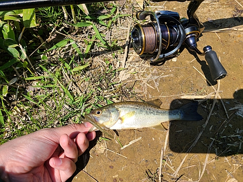 ラージマウスバスの釣果