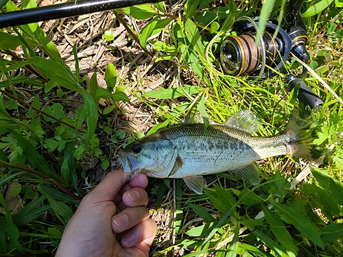 ラージマウスバスの釣果